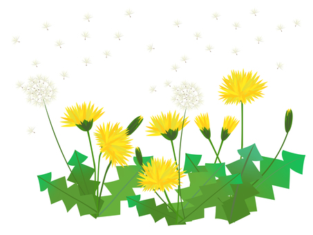 Illustration, الهندباء, برعم, زغب, 