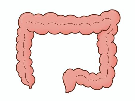 シンプルな大腸(カラー) 内臓,臓器,大腸,腸,腸活,腸内,医療,手がき,シンプル,フリーハンドのイラスト素材
