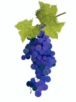 Grapes (for wine, blue), grape, fruit, leaf, JPG and PNG