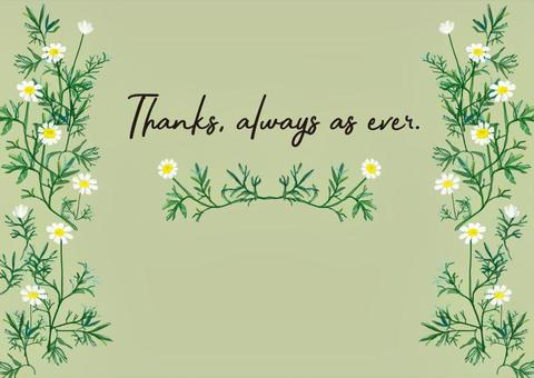 Chamomile frame, , JPG và PNG