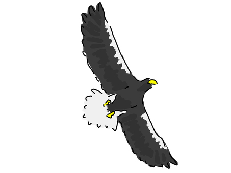 Steller's sea eagle (above), Steller's sea eagle (above), steller's sea eagle, animal, a hand,