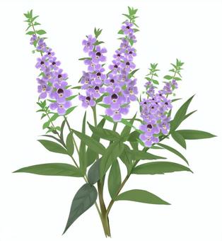 アンゲロニア アンゲロニア アンゲロニア,パープル,花,手書き,植物,夏,季節,秋,葉っぱ,自然のイラスト素材