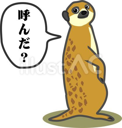 振り向きミーアキャット