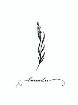 アンティーク風のラベンダー ラベンダー,線画,手描き,シンプル,おしゃれ,可愛い,花,葉っぱ,春,4月のイラスト素材