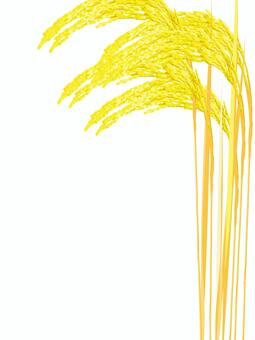 黄金色の稲穂　影なし　ine007 稲穂,黄金色,リアル,金,お米,ナチュラル,お洒落,自然,植物,大人っぽいのイラスト素材
