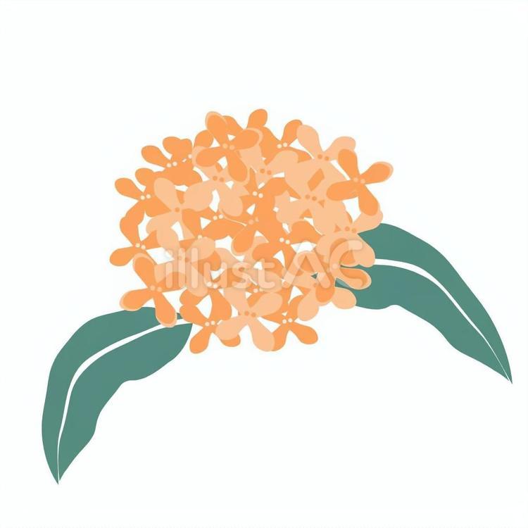 キンモクセイ　金木犀 金木犀,花,秋のイラスト素材
