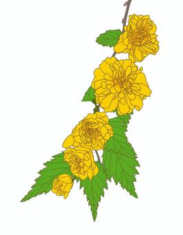 山吹の花１ 山吹,やまぶき,ヤマブキ,黄色,和,ガーデニング,自然,植物,草花,葉のイラスト素材