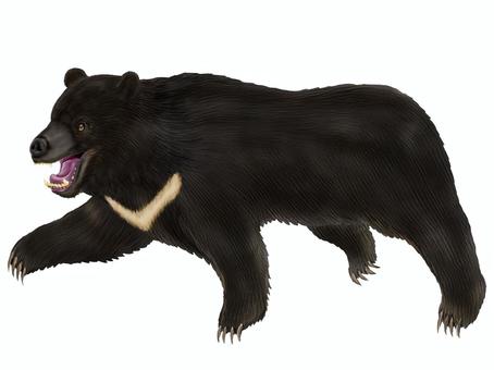 四足歩行で襲い掛かるリアルなツキノワグマ ツキノワグマ,熊,猛獣,獣,野生動物,危険生物,アニマル,動物,襲う,凶暴のイラスト素材