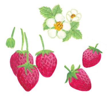 Strawberry illustration, strawberry, flower, fruit, JPG and PNG