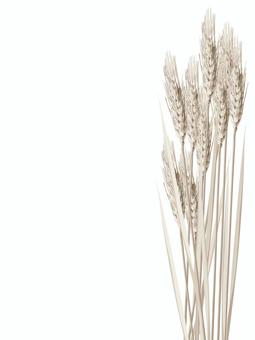 小麦色の麦穂　影なし　mugi019 麦穂,小麦色,リアル,ナチュラル,お洒落,自然,植物,大人っぽい,枠,背景のイラスト素材