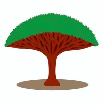 リュウケツジュ スペイン,外国,社会,木,リュウケツジュ,緑,樹木,葉,幹,影のイラスト素材