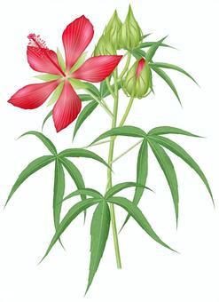 モミジアオイ／1 モミジアオイ,紅葉葵,赤,花,夏,帰化種,アオイ科のイラスト素材