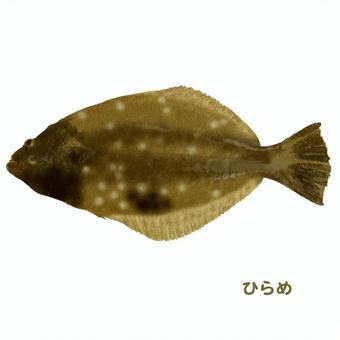 ヒラメ　魚。 ヒラメ,魚,海水魚,生物,食料のイラスト素材