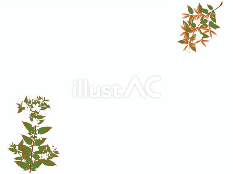 アベリア（花と若葉の小枝） アベリア,花,若葉のイラスト素材