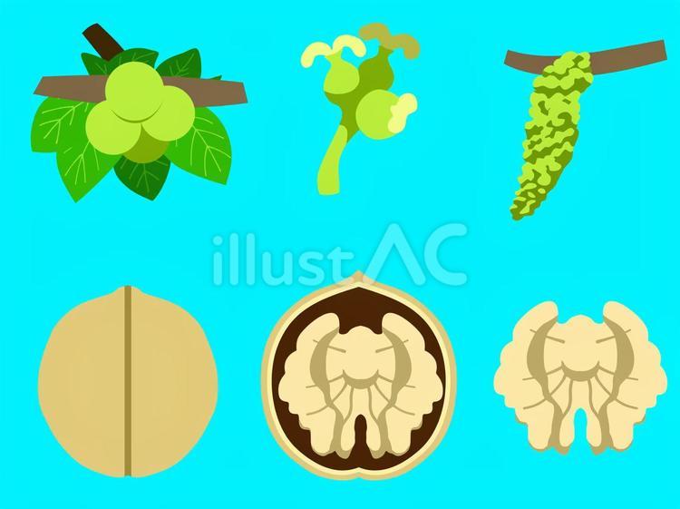 胡桃　枠無し 植物,食べ物,秋のイラスト素材
