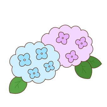 Hydrangea, JPG and PNG Hydrangea, hydrangea, flower, plant, JPG and PNG