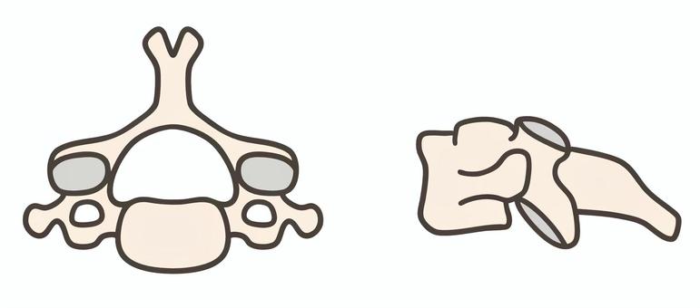 第4頚椎、上面図と側面図01 第4頚椎、上面図と側面図01 第4頚椎,c4,頚椎,椎骨,解剖学,骨格,脊椎,上面図,側面図,医療のイラスト素材