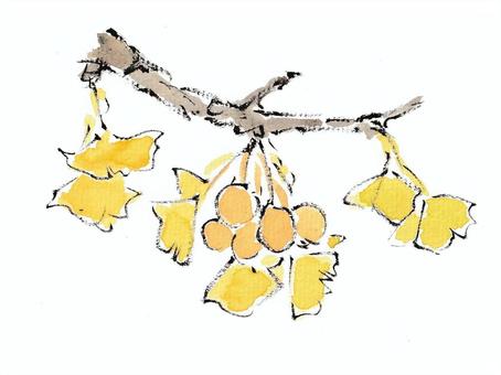 Illustration, ginkgo, ginkgo biloba, plant, 