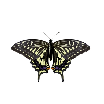 アゲハチョウ アゲハ蝶,アゲハチョウ,蝶,手書き,手描き,きれい,かわいい,無料,フリー,標本のイラスト素材