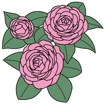 乙女椿　カラー