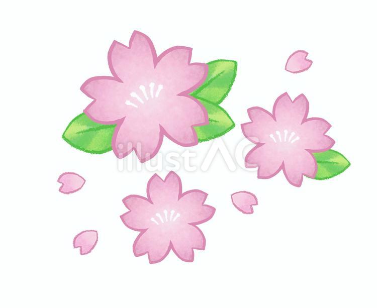 桜（線あり） 桜,さくら,花のイラスト素材
