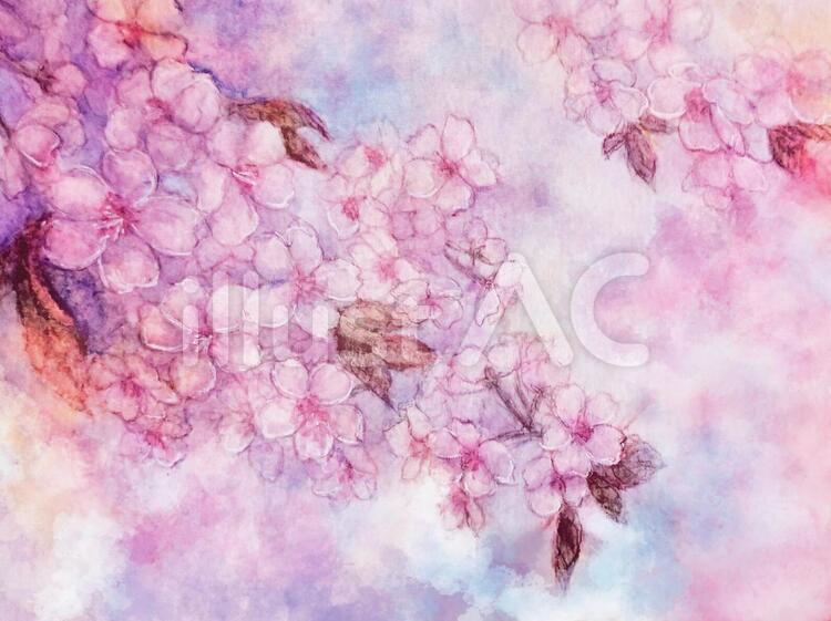 山桜 桜,水彩,花のイラスト素材