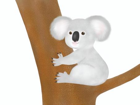 koala on the tree, , JPG and PNG