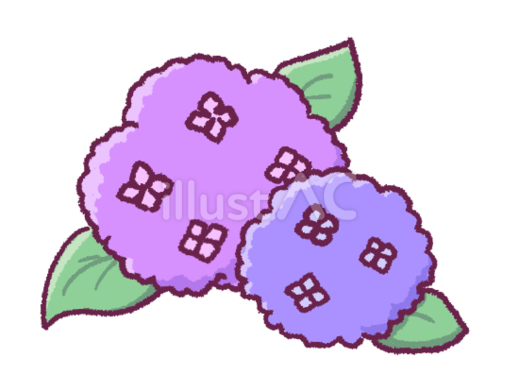 アジサイの手描きイラスト 紫陽花,花,梅雨のイラスト素材