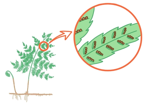 中学理科イヌワラビの胞子のう 中学理科,理科,生物,イヌワラビ,胞子嚢のイラスト素材