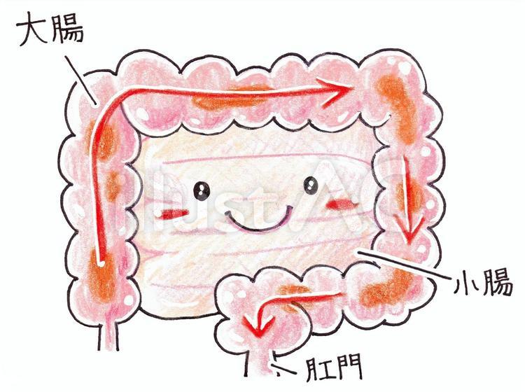 大腸の動き 大腸,小腸,肛門のイラスト素材