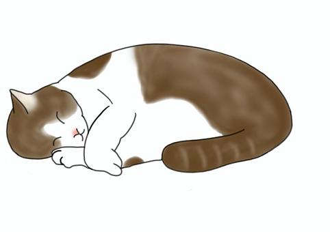 Illustration, cat, home cat, animal, 