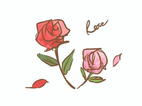 pink and red roses, rose, flower, plant, JPG and PNG