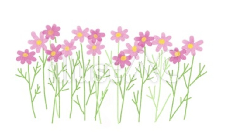 秋桜 コスモス,秋桜,花のイラスト素材