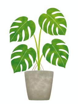モンステラの鉢植え モンステラ,植物,観葉植物,鉢植え,夏,南国,熱帯,葉,鉢,緑のイラスト素材