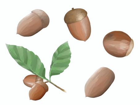 橡子, JPG, PNG 和 AI 橡子, 橡子, 堅果, JPG, PNG 和 AI