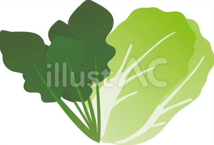 白菜とほうれん草 ほうれん草,白菜,野菜のイラスト素材