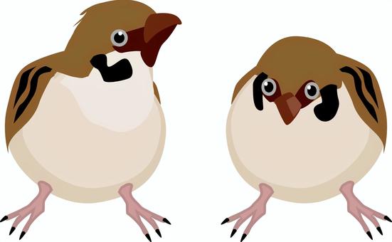 雀2匹 雀,小鳥,野鳥,かわいい,羽,正面,2匹,リアルのイラスト素材