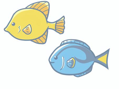 キイロハギとナンヨウハギ