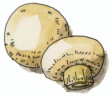 mushroom, JPG mushroom, mushroom, mushroom, mushrooms, JPG