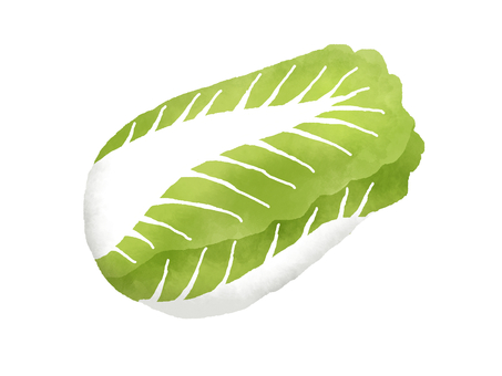 白菜 白菜,野菜,緑,1玉,鍋野菜のイラスト素材