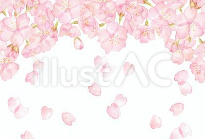 水彩の桜 背景