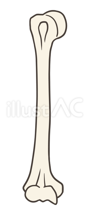 骨、上腕骨、前面 上腕骨,大結節,小結節のイラスト素材