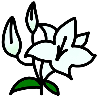 ユリの手描きイラスト ゆり,百合,植物,花,ホワイト,ユリ,素材のイラスト素材