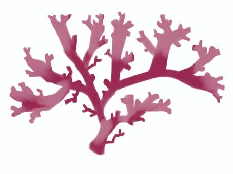 テングサ[天草] マクサ,テングサ,寒天,ところてん,海藻,藻類,海草,海洋生物,海,海産物のイラスト素材