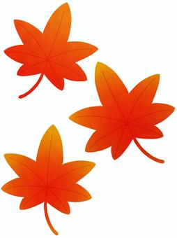 Maple set Autumn, maple, autumn, autumn leaves, JPG and PNG