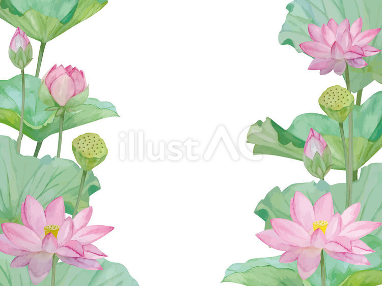水彩手書きの蓮の花と葉の背景 蓮,蓮華,ロータスのイラスト素材