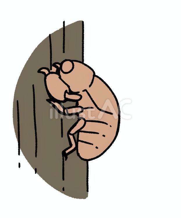 セミの幼虫 セミ,幼虫,羽化のイラスト素材
