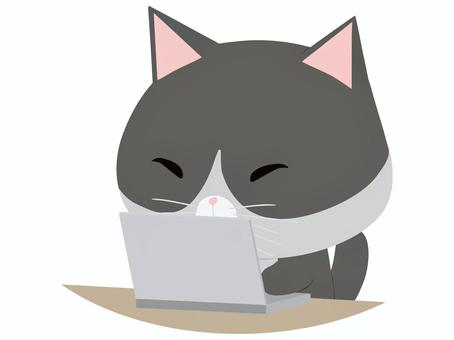 PCを操作するはちわれ猫 ノートパソコン,猫,はちわれ,動物,かわいい,pcのイラスト素材