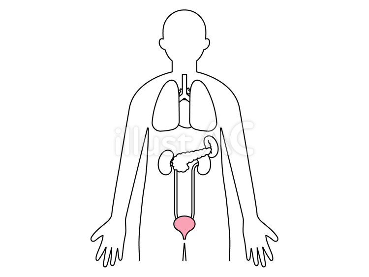 膀胱の位置 膀胱,身体,人体のイラスト素材