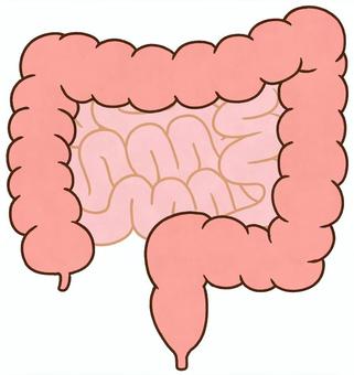 大腸と小腸 大腸,小腸,お腹,虫垂,盲腸,上行結腸,横行結腸,下行結腸,直腸,空腸のイラスト素材
